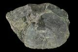 Fossil Plesiosaur (Cryptoclidus) Vertebra - England #136752-2